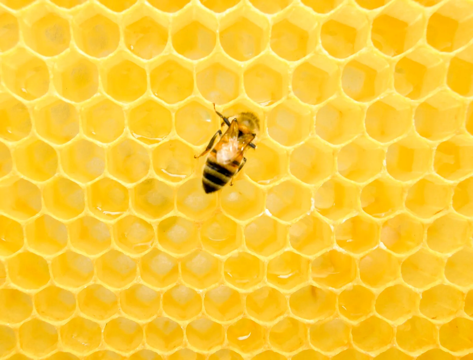 A honey bee working a frame of golden comb