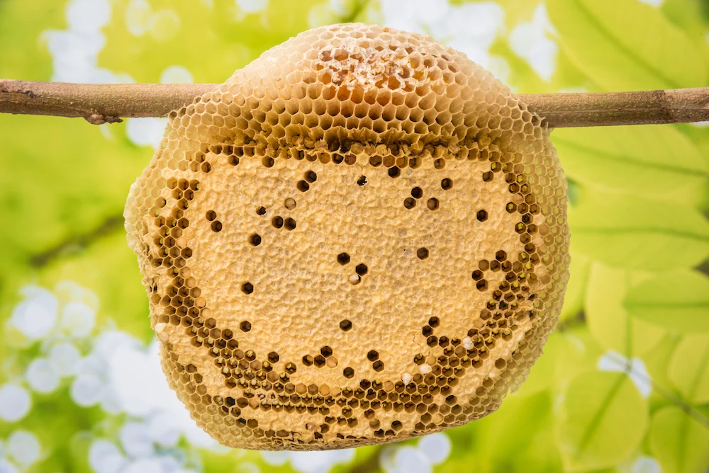 Diagram showing the internal structure of a beehive